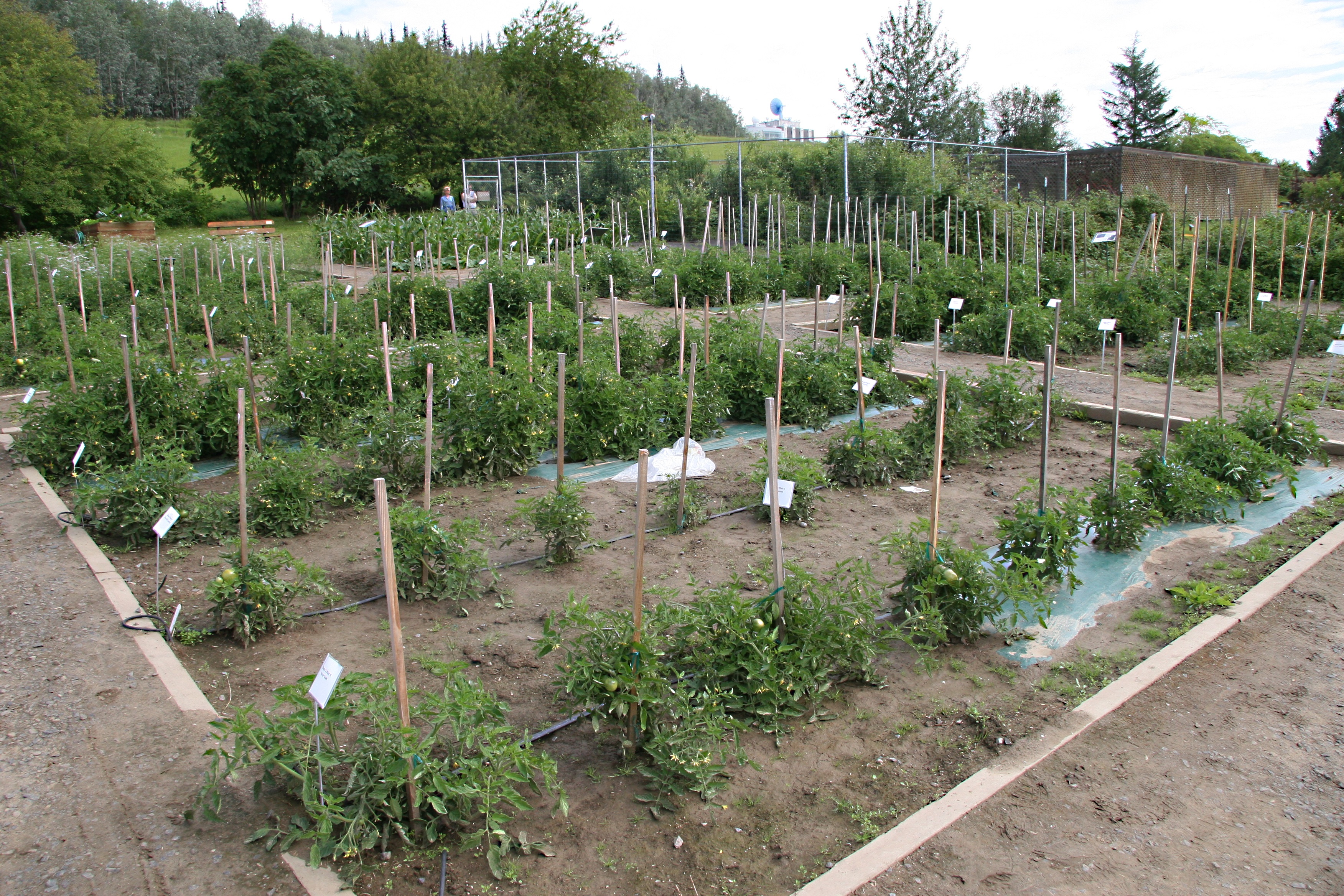 Patricia Holloway, PhD