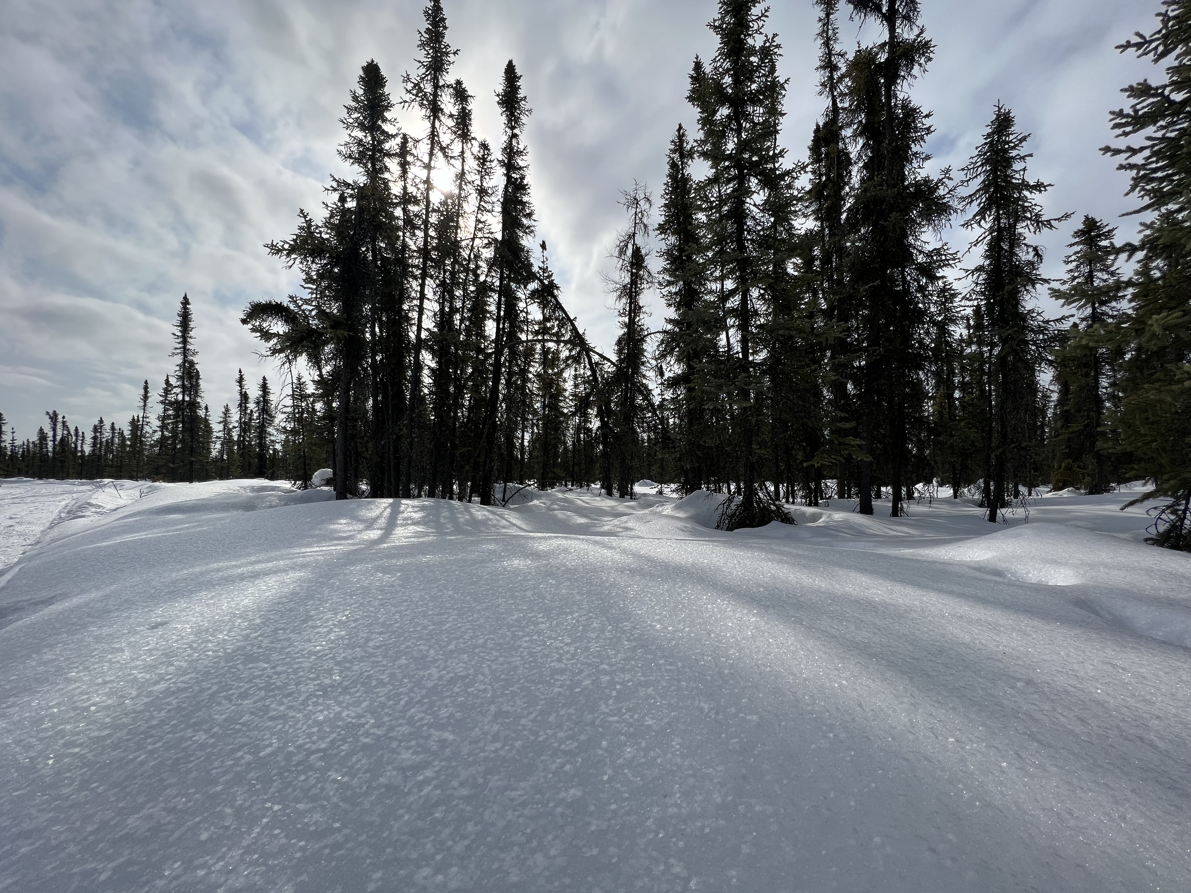 Princess Daazhraii Johnson