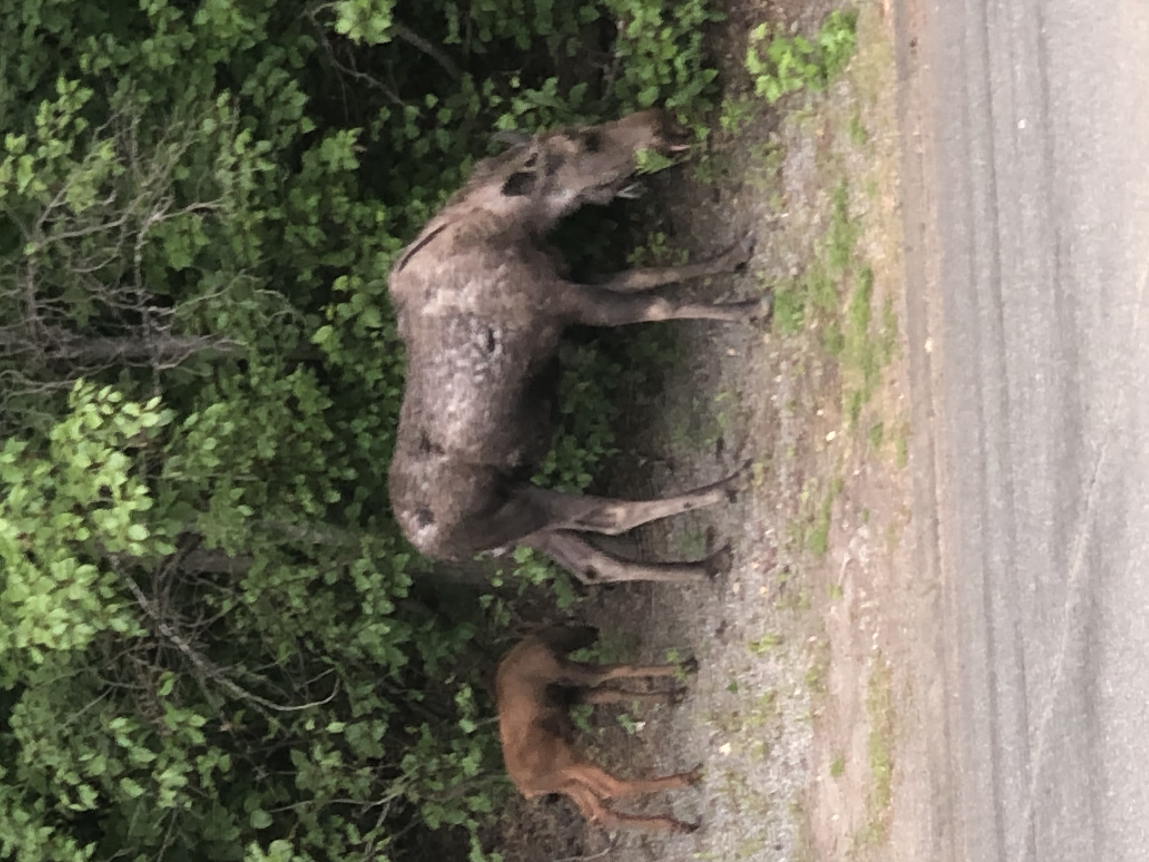 Zaiden Joseph-Mosley